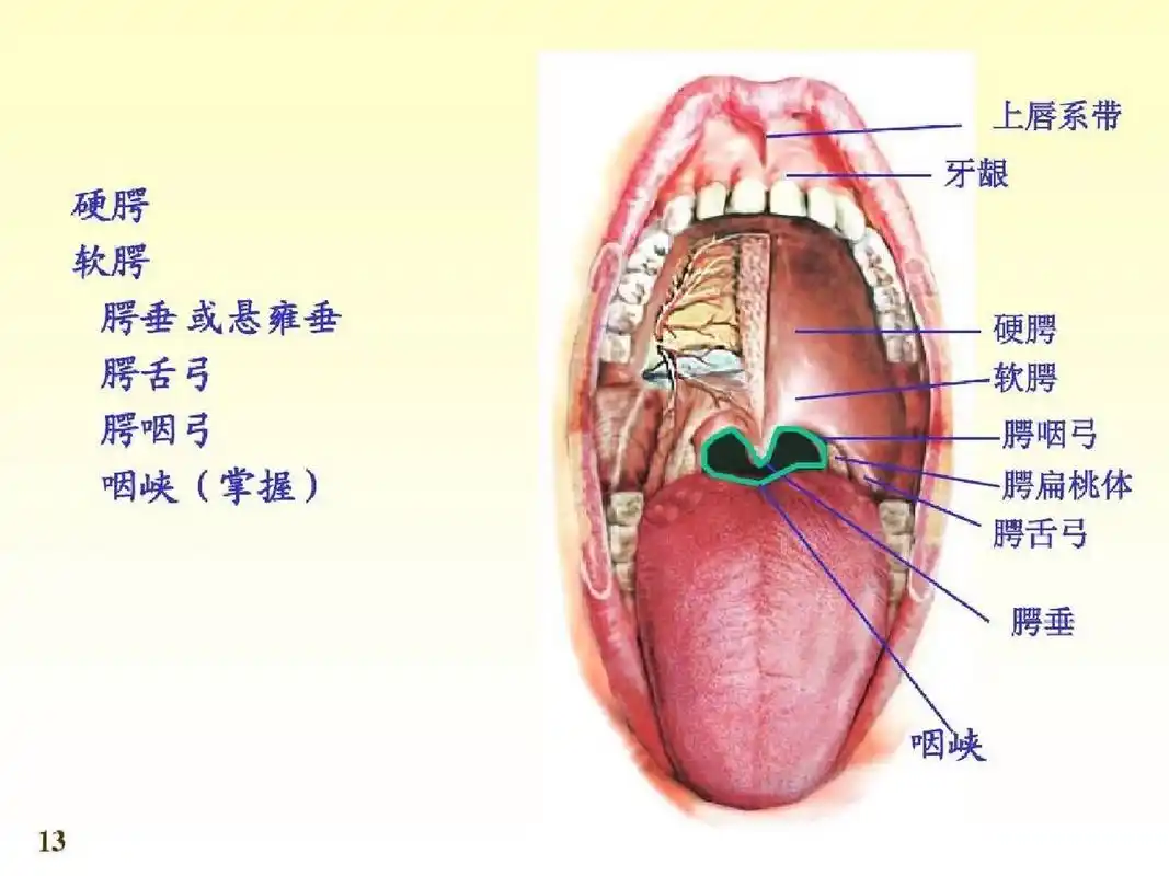 上颌硬区在硬腭的中央部