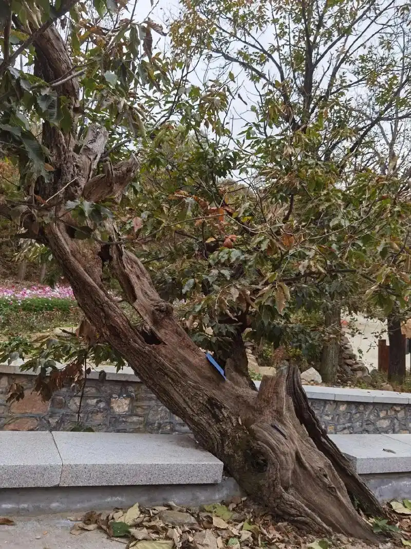 唐板栗写生,千年板栗树. - 抖音