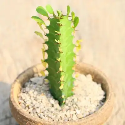 仙人多肉龙骨集合大戟科青红龙骨巴西龙骨锦造景多肉植物组合盆栽