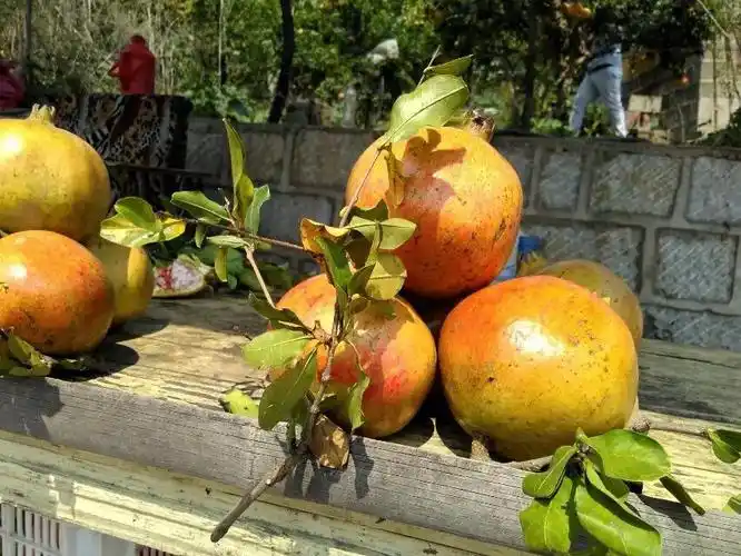 【精选大果-礼盒装】枣庄石榴 新鲜现摘山东枣庄特产薄皮甜石榴大马牙