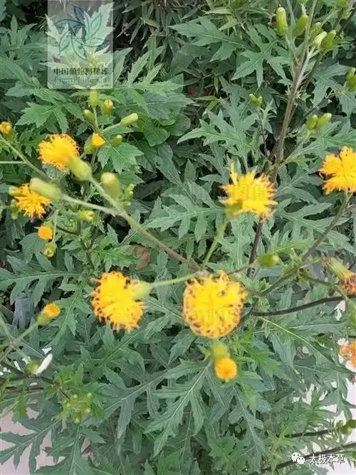 见肿消见过吗能活血消肿治跌打损伤瘀血肿痛