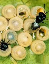 赤眼蜂图片_百度百科