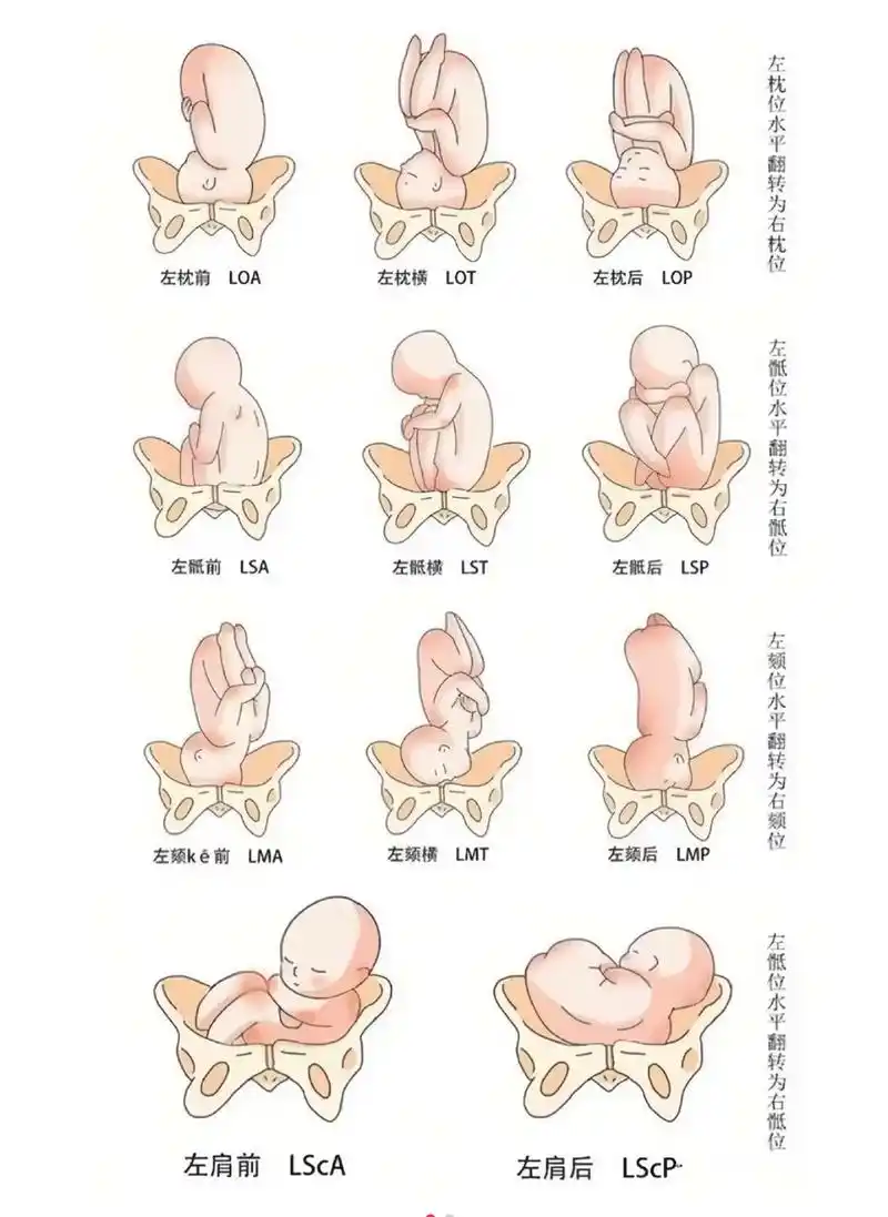 孕晚期可以关注关注胎位啦!34周77了,33周产检枕前横位就是 - 抖音