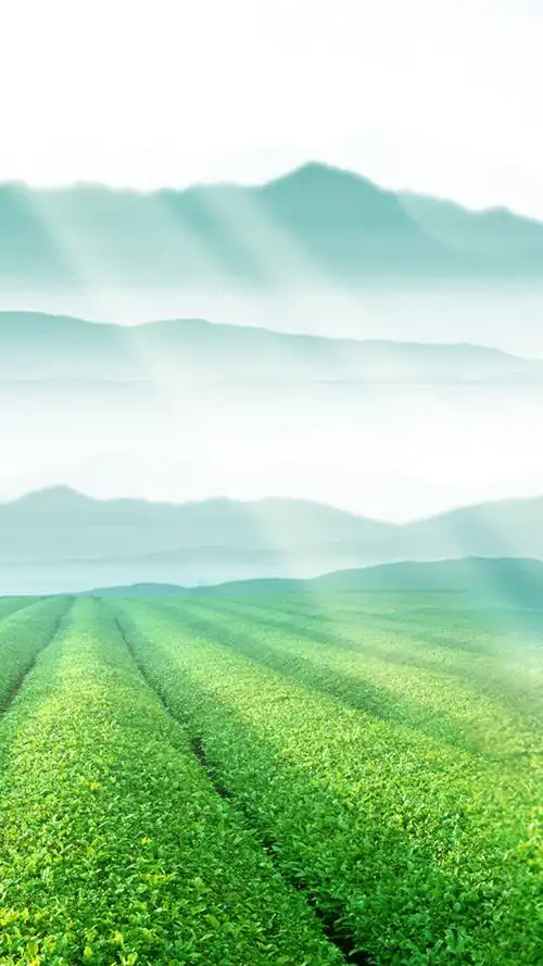 茶叶茶园h5背景