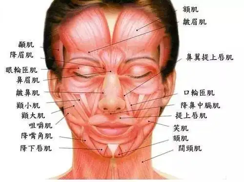 另外过度填充还有可能会影响或者掩盖肌肉的正常走向,做表情时会看