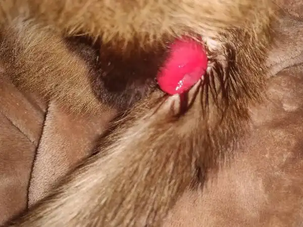 暹罗猫脱肛怎么办?急!有图