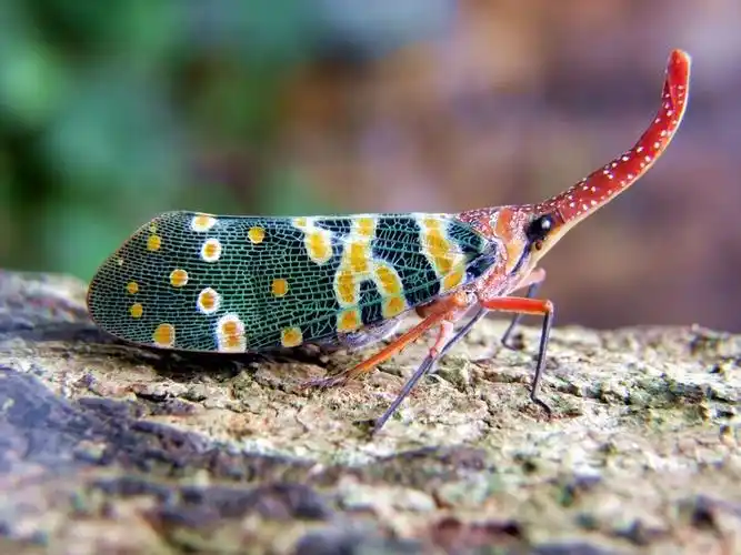 世界上最漂亮的十种昆虫,美哭你!