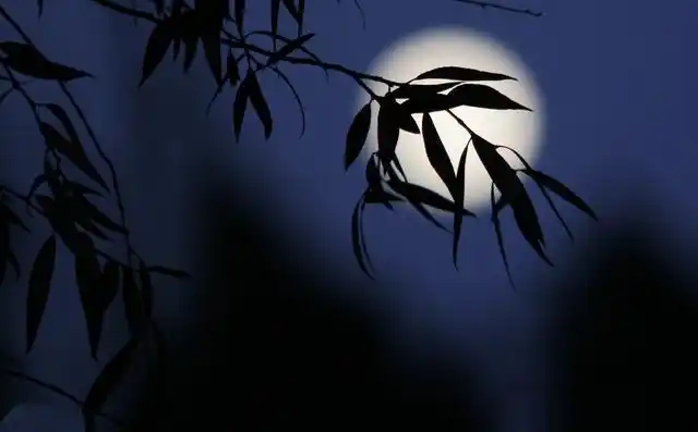 月光下的竹林,万籁俱寂.