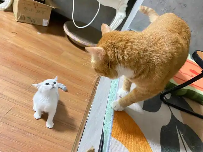 肥橘pk小弟银渐层