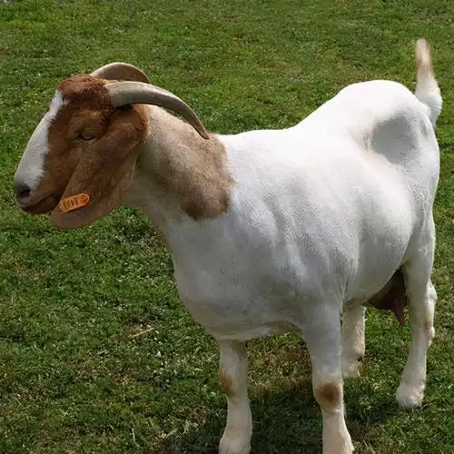 号称肉用山羊之王,波尔多山羊为什么受欢迎?看它强悍的性能_网易订阅