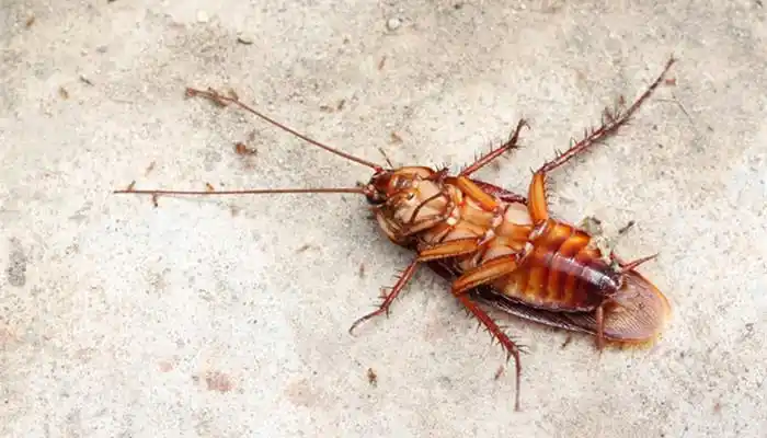 蟑螂吃什么东西蟑螂的繁殖速度有多快