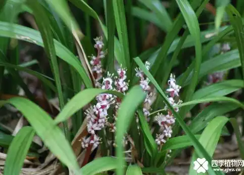 吉祥草有什么寓意?这些寓意你都知道吗?