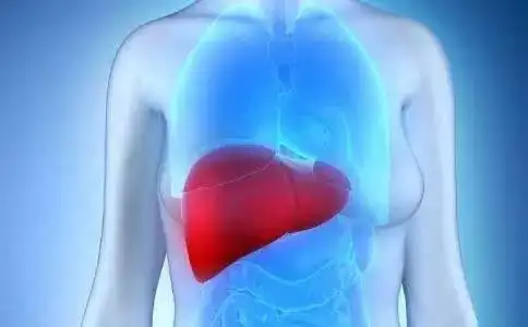 ③肝硬化:许多轻度肝硬化病人没有症状,不会感到肝区疼痛,多年来表现