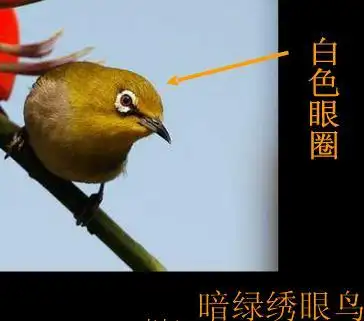 展开全部 是暗绿绣眼鸟