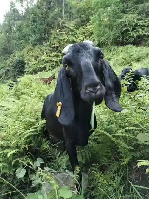 新疆有努比亚黑山羊成年大耳黑山羊母羊多少钱-中国畜牧网-商情详情