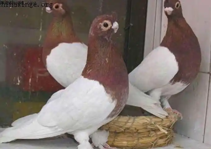 其它 记忆中的老北京观赏鸽(下) 上一集,我是从白身子黑尾巴的点子说