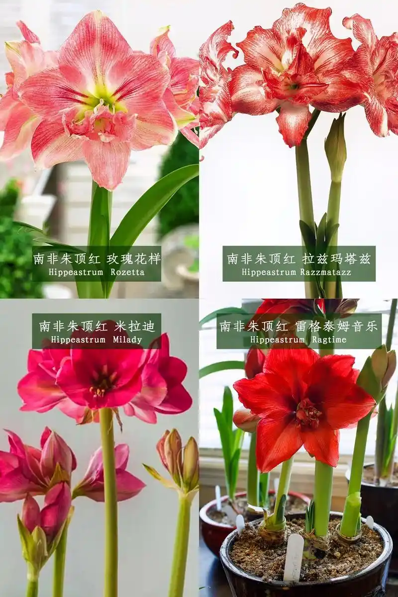 朱顶红品种花卉大全 - 抖音