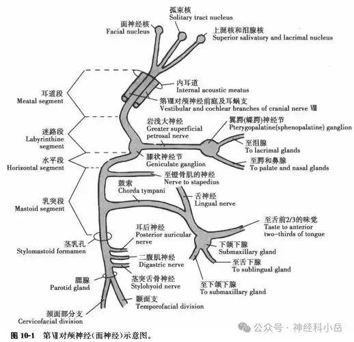 面神经炎一例 并 周围性面瘫定位诊断 及 文献复习