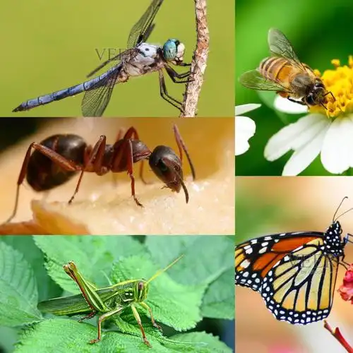 其它 虫虫大集合 写美篇      在幼儿的世界里,存在着许许多多的昆虫.