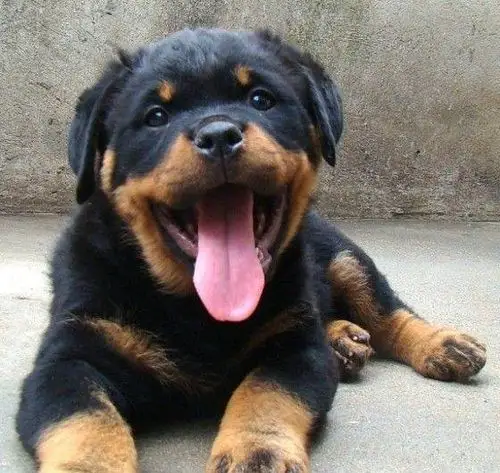 桂林杜高犬多少钱 襄阳杜高幼犬哪里有卖 武汉罗威纳犬哪里有卖 威海