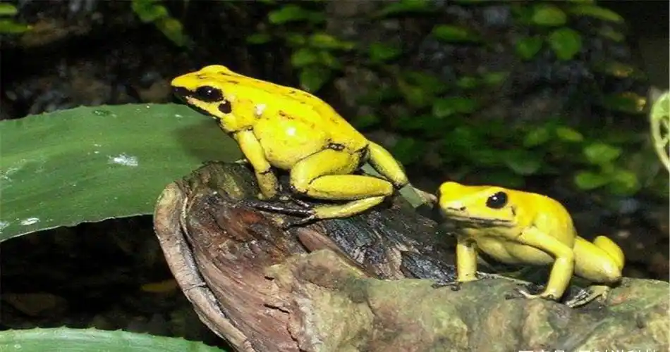 大量金黄色青蛙在印度现身,认为是外来物种,科学家怎么说?