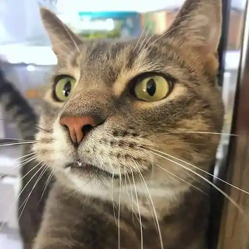 头像最近超火的社会猫和小弟们的自拍