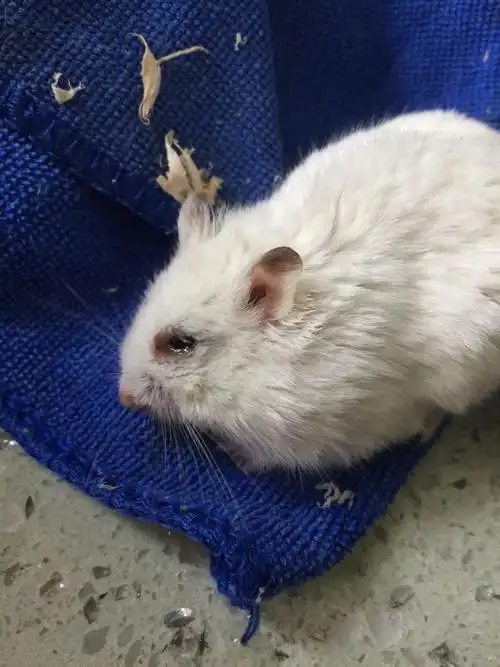 仓鼠抽搐叫唤…很可怜还流泪,怎么办