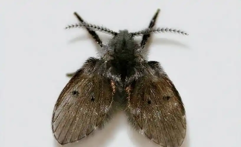 间这种看似不起眼的小虫子,其实很可怕,学名叫蛾蚋_因为_飞虫_幼虫