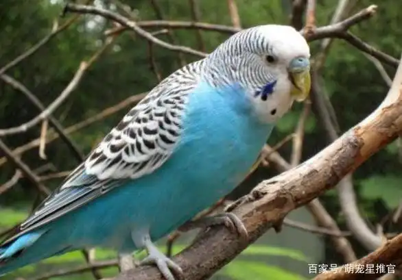 虎皮鹦鹉羽毛鲜艳,外形漂亮,是很常见的宠物鸟类.