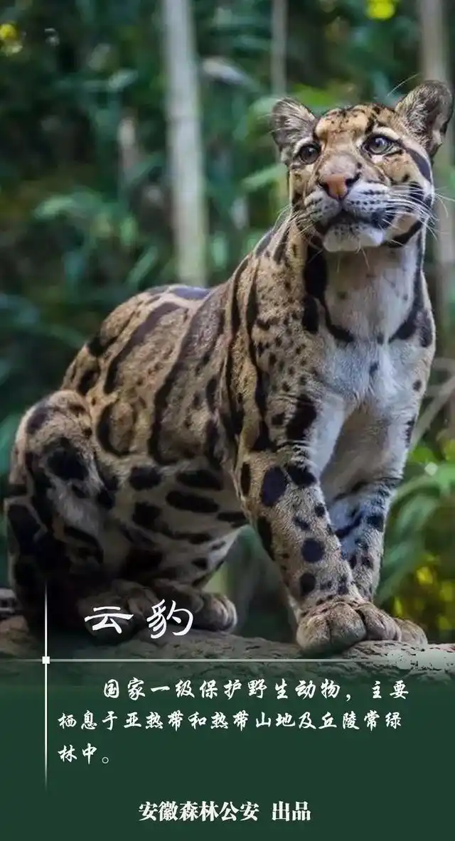 安徽有这些国家一级保护野生动物!