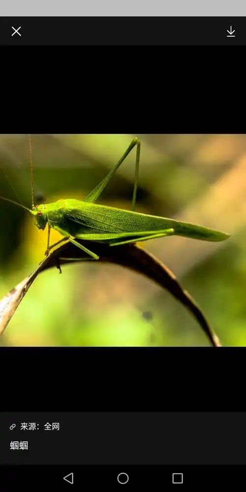 乡村天籁之音.蝈蝈叫