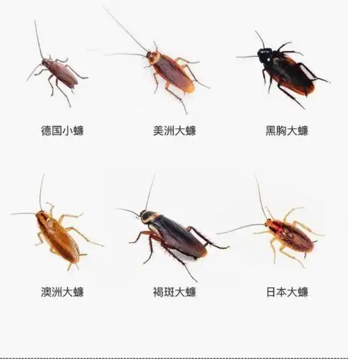 搜索了一下蟑螂又分很多种类,像这样的还有这样的.