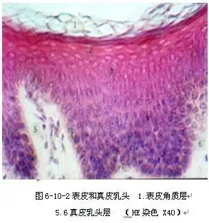 第十一节 皮肤创伤一期愈合的形态学观察实验