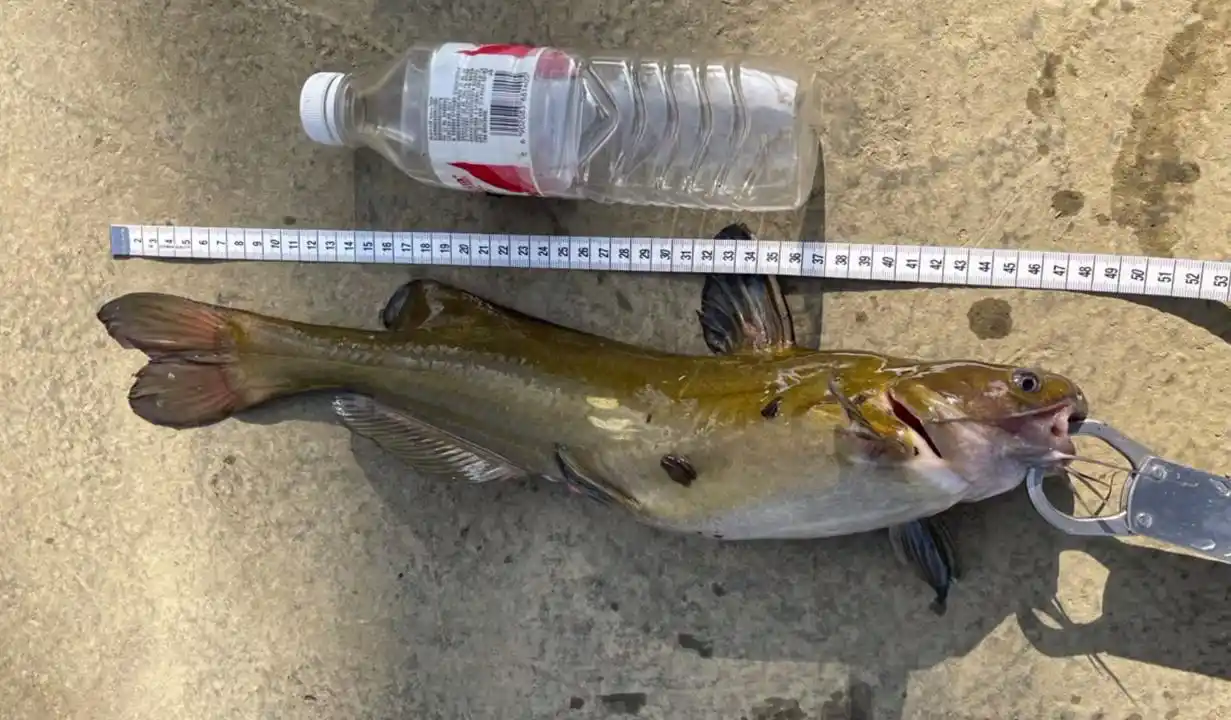 男子钓起3斤重江黄鱼,随后放生,网友:太可惜了,这鱼多好吃