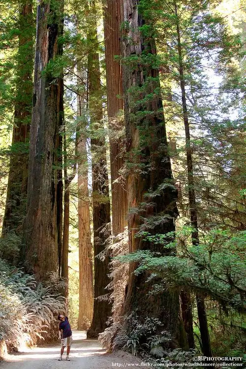 redwood forest