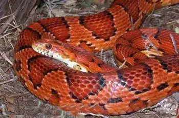 麻烦帮我找一张蛇的图片,动漫的,最好是红色的,恐怖点,不要配人物