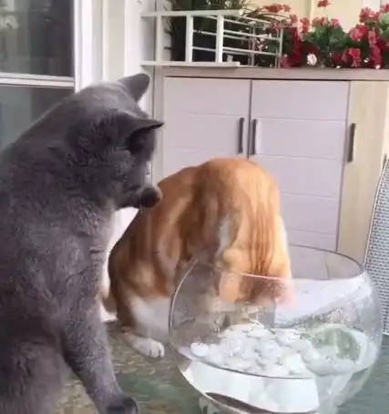橘猫觊觎鱼缸中的鱼旁边蓝猫看不下去了不是说好养肥再吃吗