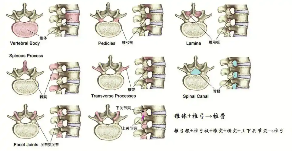 每块椎骨均由两个主要部分组成:16615前半部分为椎体26615后