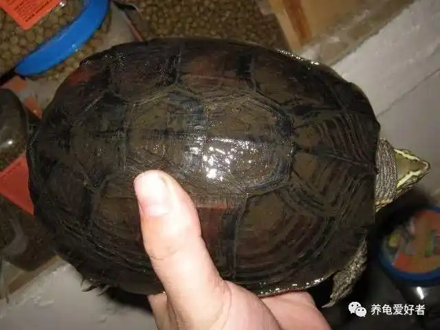 安南龟与南石龟傻傻的分不清