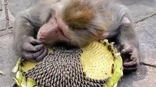 小猴子的搞笑吃瓜方式!