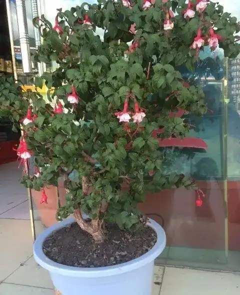 叶子|倒挂金钟|盆栽|长寿花|花友_网易订阅