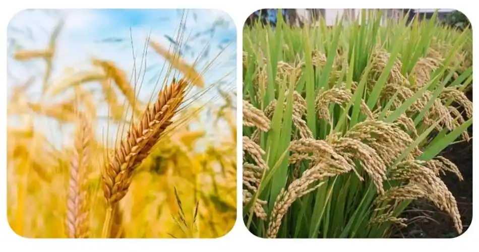 1.认识小麦和水稻