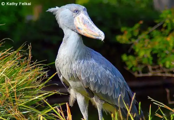 大型鸟类鲸头鹳图片