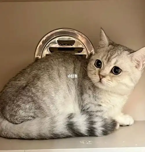 矮脚虎斑纹银渐层 三个月 疫苗一针