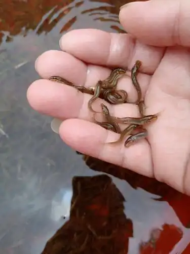 泥鳅苗/ 签订合同 /包回收 /免费技术指导 /支持线上交易