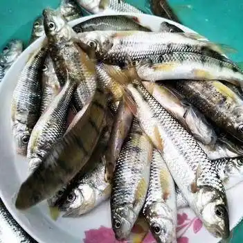 溪流石斑鱼 冰鲜,冷冻 活体,有需要的咨询