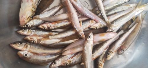 千岛湖生态活鱼可吃淡水鱼新鲜大眼睛棍子子鱼无刺其它