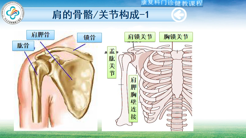 肩周疼痛患者教育之一---肩关节解剖_肩周炎_肩周炎介绍 - 好大夫在线