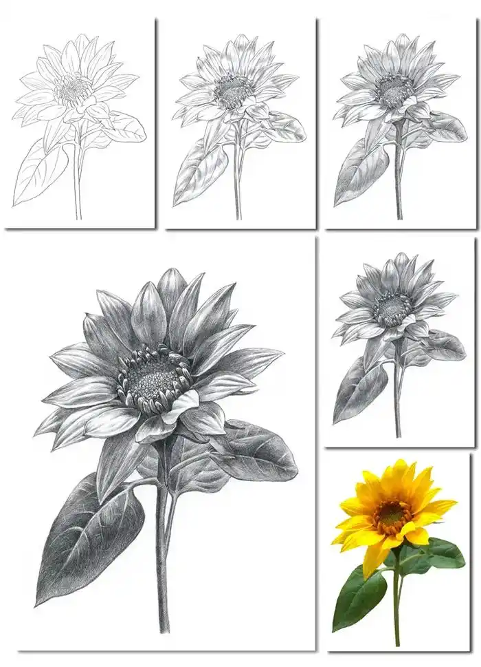 素描花卉绘画向日葵