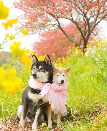 春日赏花写真麻豆:柴犬兄妹 kenshiro & yuria